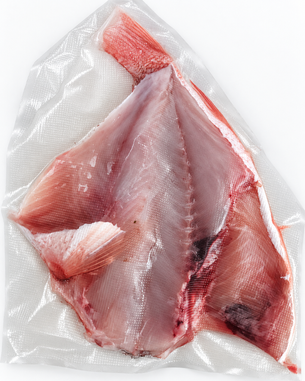RED SNAPPER