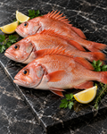OCEAN PERCH