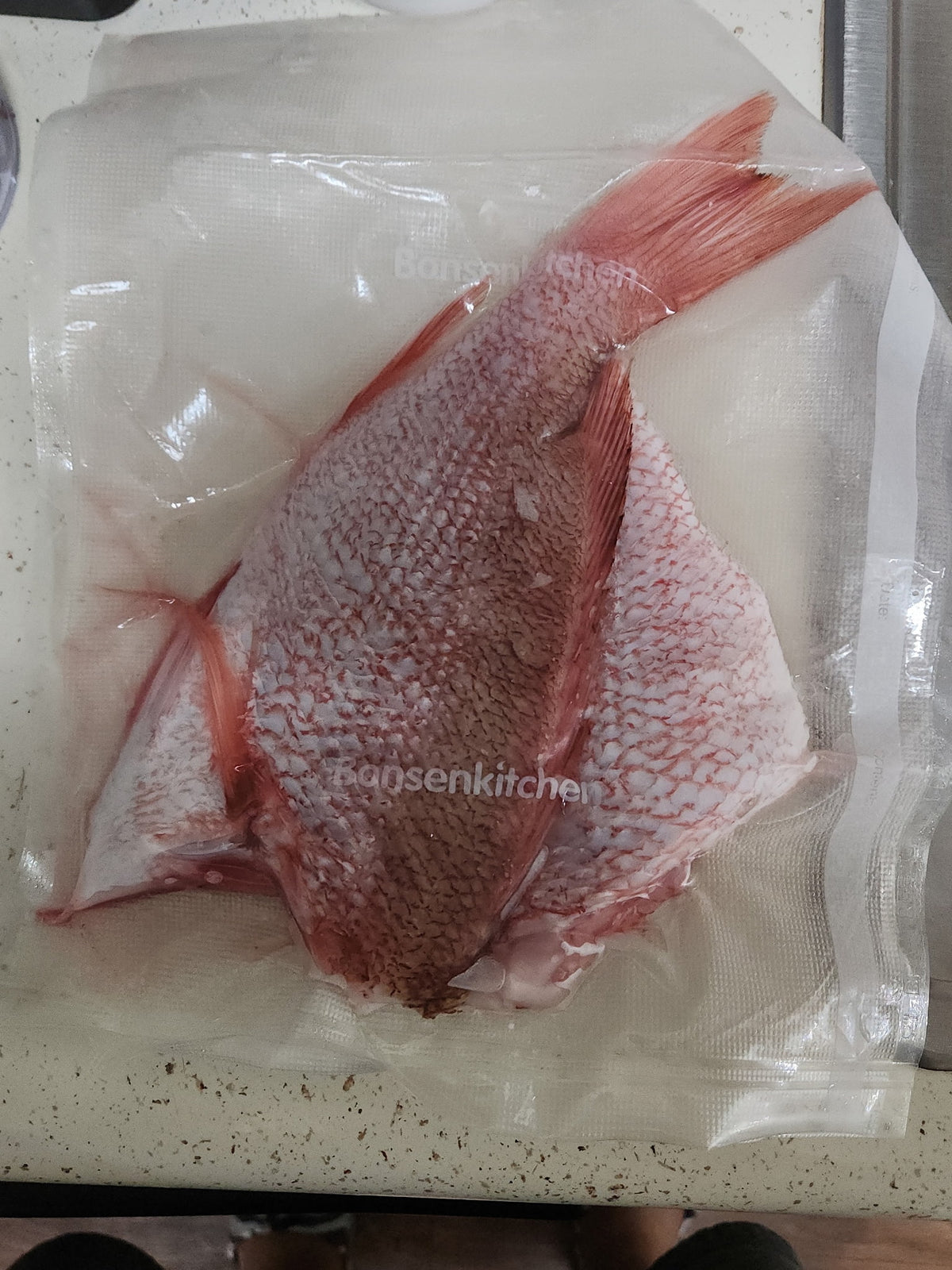 RED SNAPPER