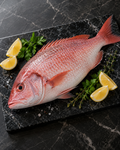 RED SNAPPER